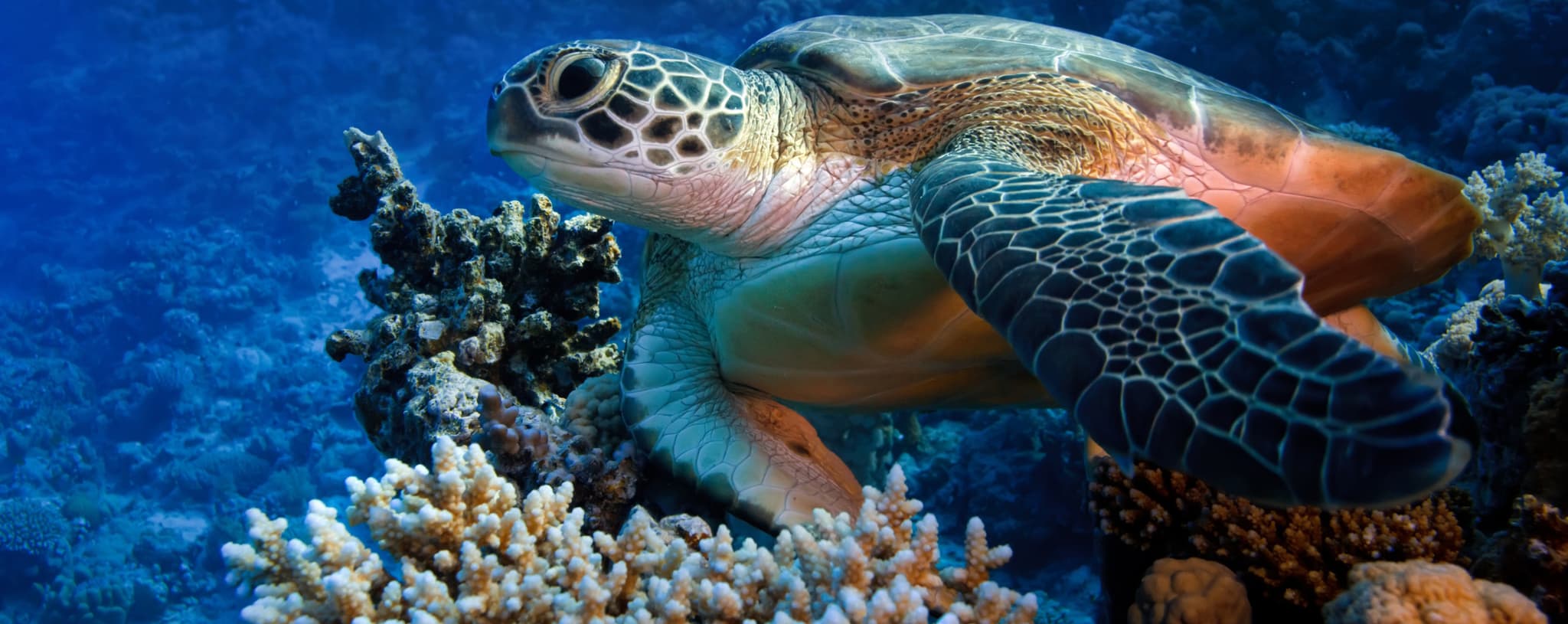 Tortuga marina nadando sobre el arrecife de coral